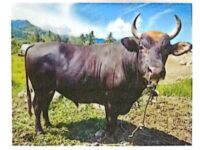 Presiden Prabowo Sumbang Sapi Kurban untuk Enrekang