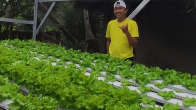 Dukung MBG, Pegawai Inspektorat Enrekang Manfaatkan Peluang Usaha Bisnis Selada